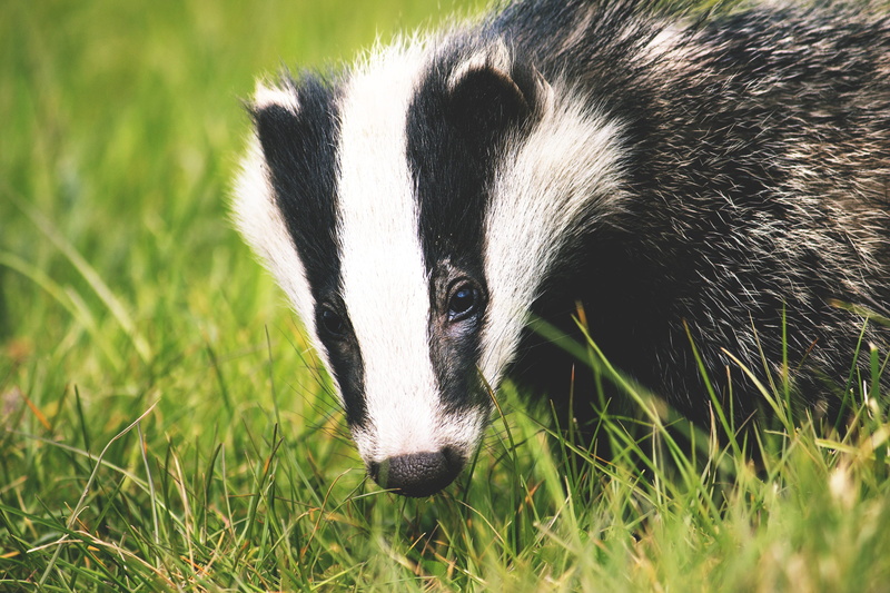 field, outdoors, vertebrate, grass, mammal, badger, animal wildlife, animal eye, animal body part, portrait, close-up, herbivorous, 2K, nature, animalsNature