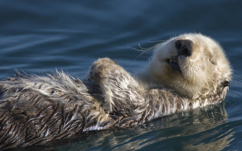 animal, 1080P, otter, swimming, badger