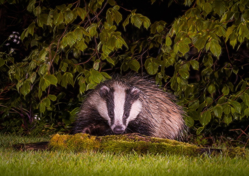 1080P, Artistic, Animal, Grass, Badger