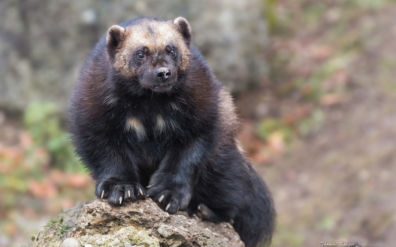 badger, 1080P