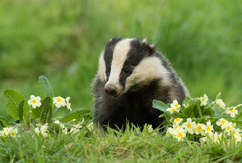 1080P, Animal, Wildlife, Badger