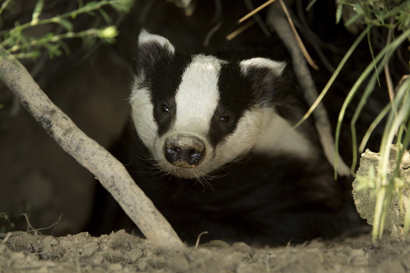 hide, muzzle, hole, 1080P, badger