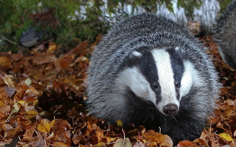 white, hedgehog, 1080P, badger, black
