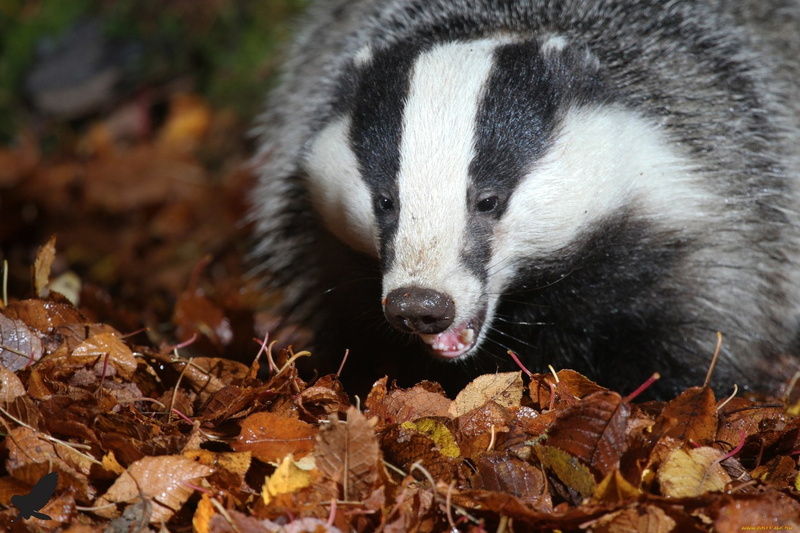 1080P, Animal, Badger