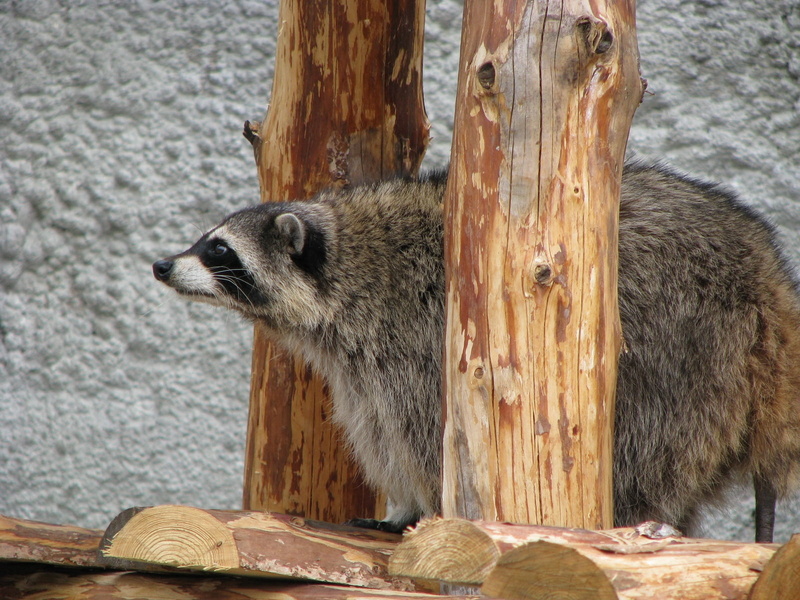 wildlife, nature, small, vertebrate, badger, 720P, animal themes, brown, log, american, animals In The Wild, outdoors, forest, day, animal, looking, close-up