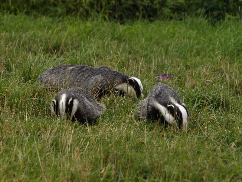field, animal family, three animals, animals in the wild, young animal, day, animal themes, vertebrate, grass, outdoors, plant, mammal, 2K, wildlife, badgers