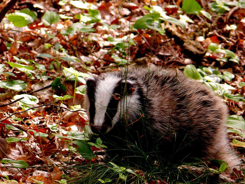 2K, leaves, high angle view, day, Nature, outdoors, domestic animals, Wild, pets, white, Animal, forest floor, brown, vertebrate, Forest, plant part, animals in the wild