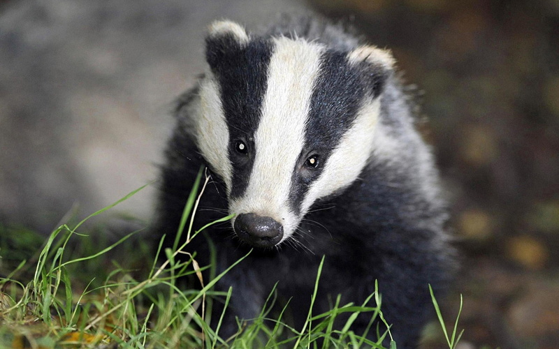 badger, somerset, 2K