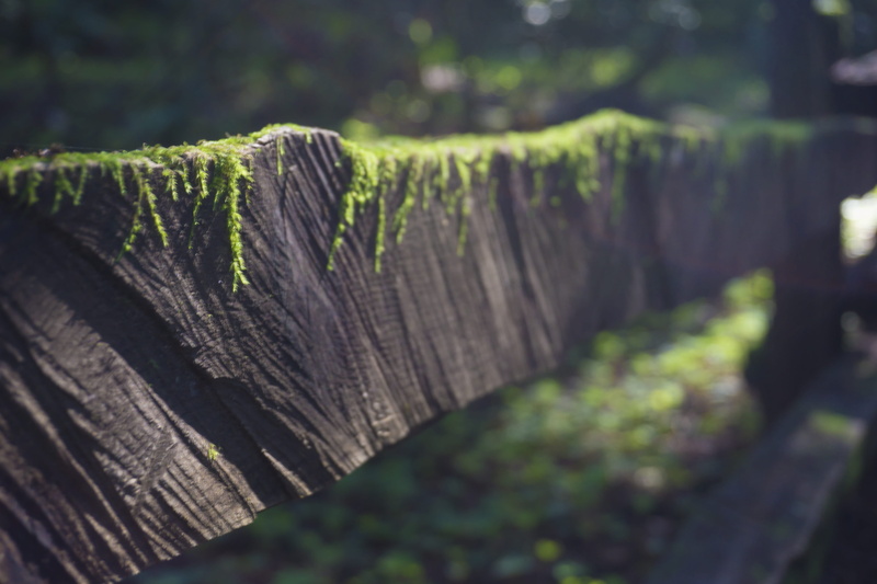 path, plant, beauty in nature, forest, close-up, green color, tree, wood - material, log, 5K, united states, woodland, day, wood, nature, fence, moss