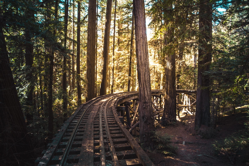  the way forward, landscape, tranquility, forest, no people, cold, rail transportation, train, direction, plant, wanderlust, beauty in nature