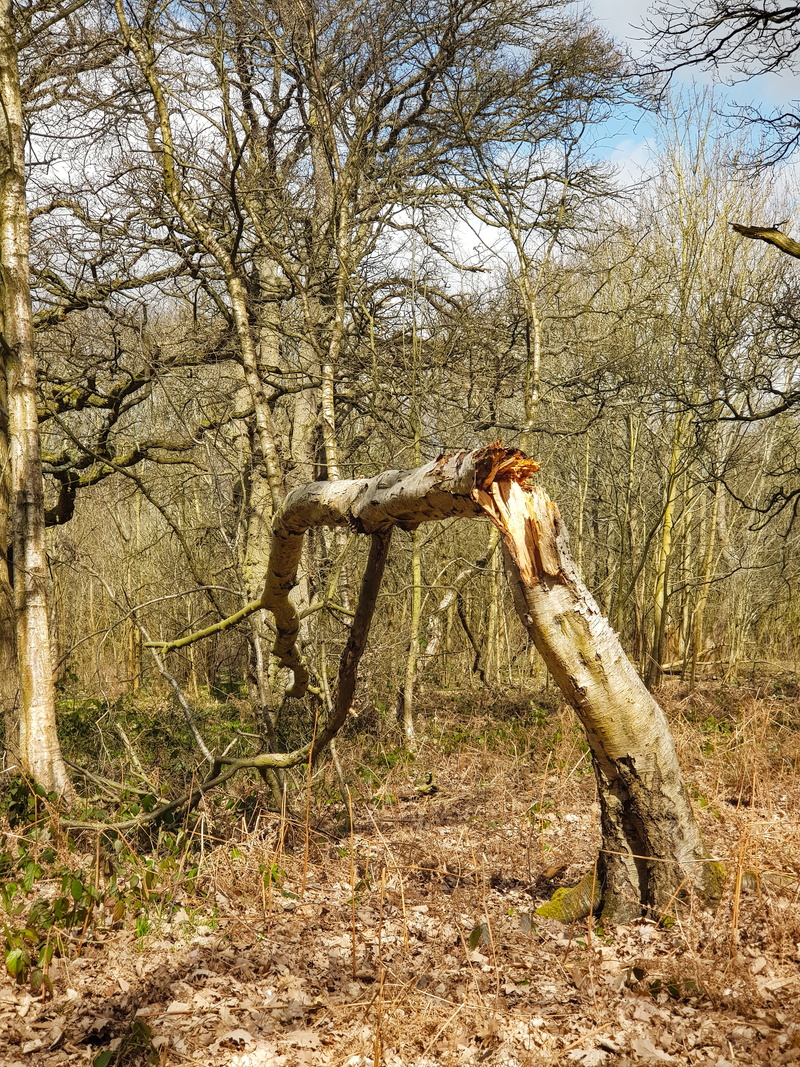 dead plant, 4K, broken, forest, landscape, sunlight, bare tree, wilds, of, snaped, herbivorous, tress, non-urban scene, greenery, tree, broke, field, day