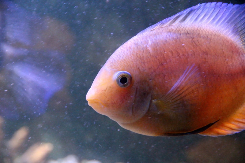 one animal, underwater, swimming, fish, krasnolesnyy, not man, animals in the wild, closeup, cichlid, whisker, close-up, heros severus, animal, vertebrate