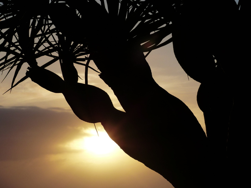 leisure activity, silhouette, arms raised, nature, wedel, sunset, plant, sun, lifestyles, log, aesthetic, orange color, hand, finger, dracaena, tree, human hand