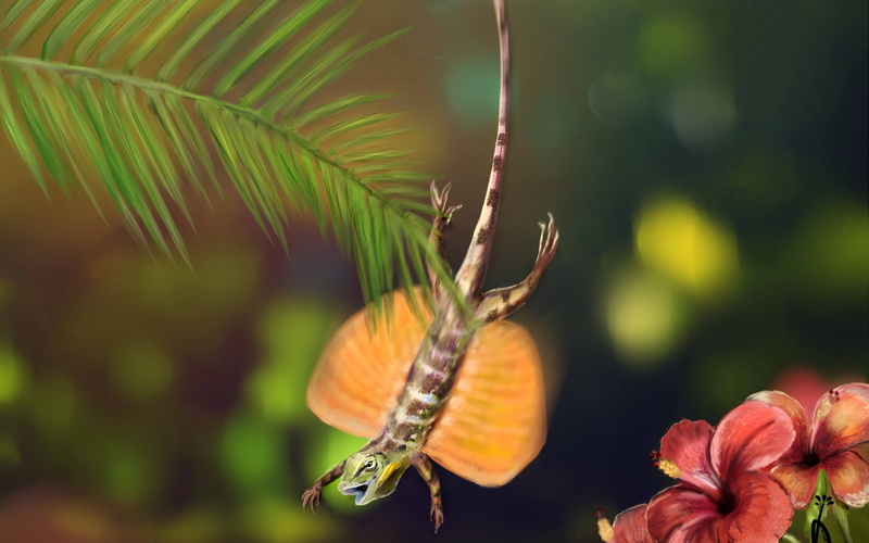 animal wildlife, hibiscus, freshness, Draco Volans, growth, asta, close-up, flowering plant, one animal, lizard, focus on foreground, leaf, flower, animals in the wild