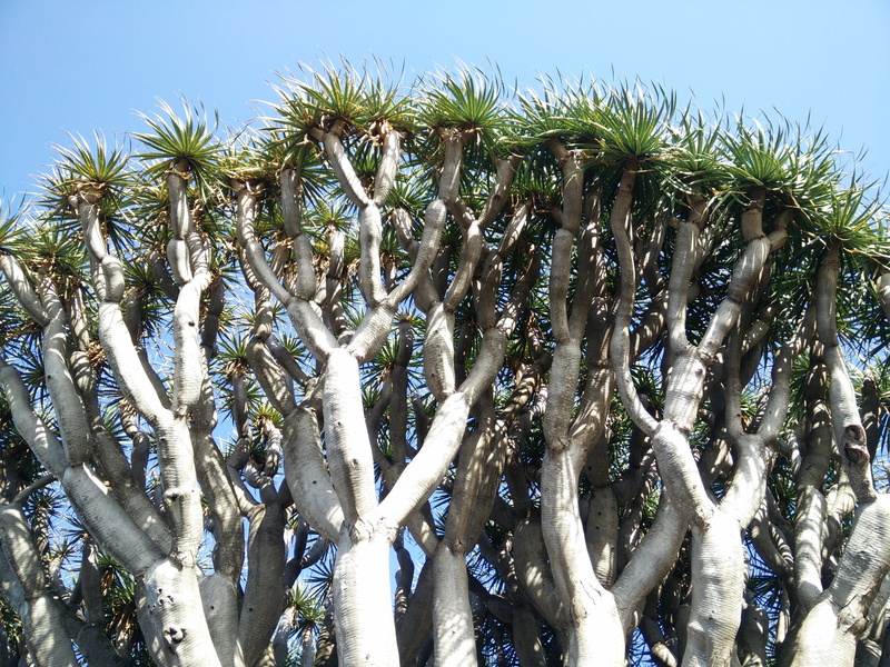 land, dracaena draco, asparagus plant, day, aesthetic, Canary Island, cold temperature, beauty in nature, sunny, Dragon Tree, dragon, close-up, tenerife