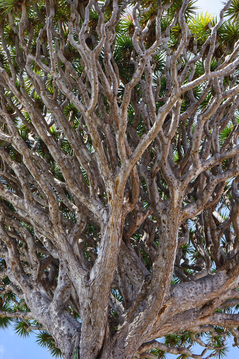asparagus plant, 5K, beauty in nature, Dragon Tree, Canary Island, crown, branch, canary islands, branches, trunk, dracaena, textured, wood - material