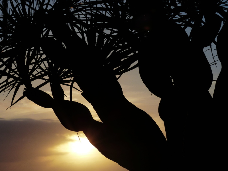 one person, palm, unrecognizable person, nature, back light, outdoors, wedel, hand, leisure activity, dracaena, sky, tree, orange color, holding, real people