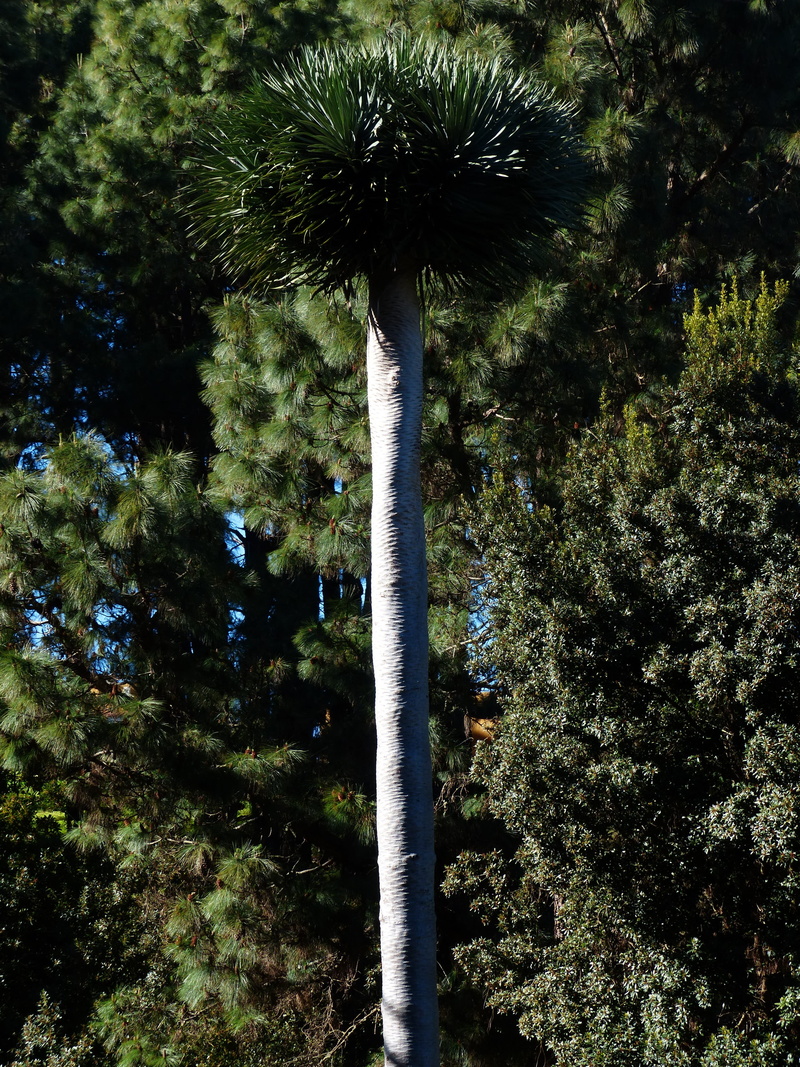 canary islands, day, tree trunk, forest, Dragon Tree, palm tree root, metal, growth, tranquil scene, green color, low angle view, Log, tree, land, dracaena draco