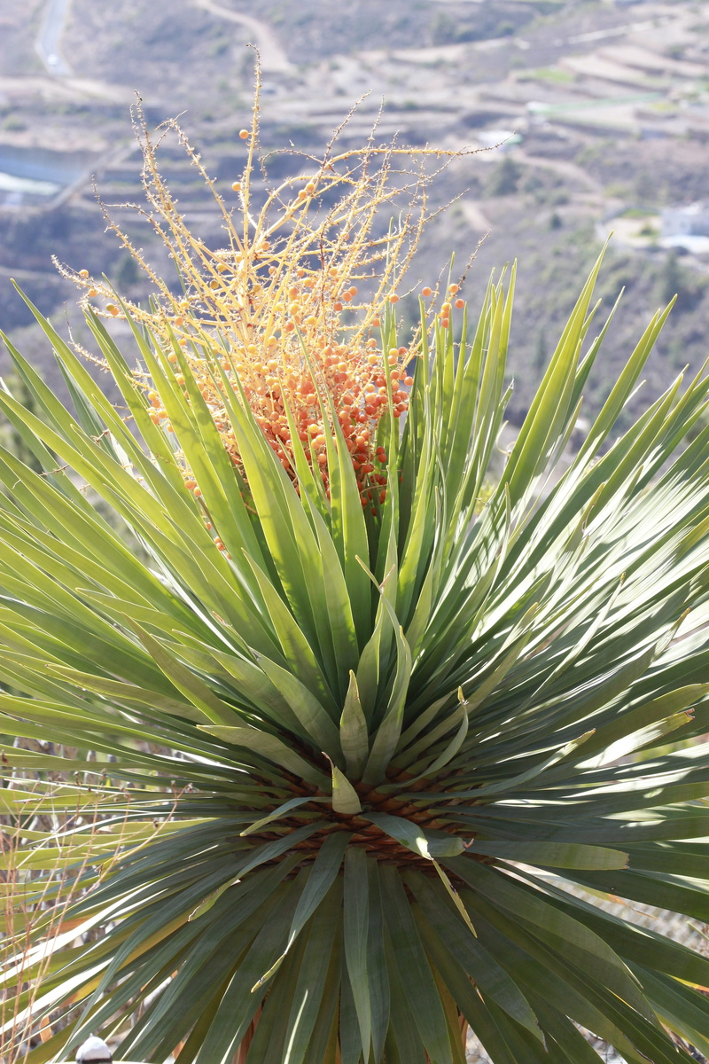 dragon tree, tree, tranquility, spiky, freshness, coniferous tree, leaf, dracaena draco, needle - plant part, growth, green color, plant part, 4K, granadilla de abona