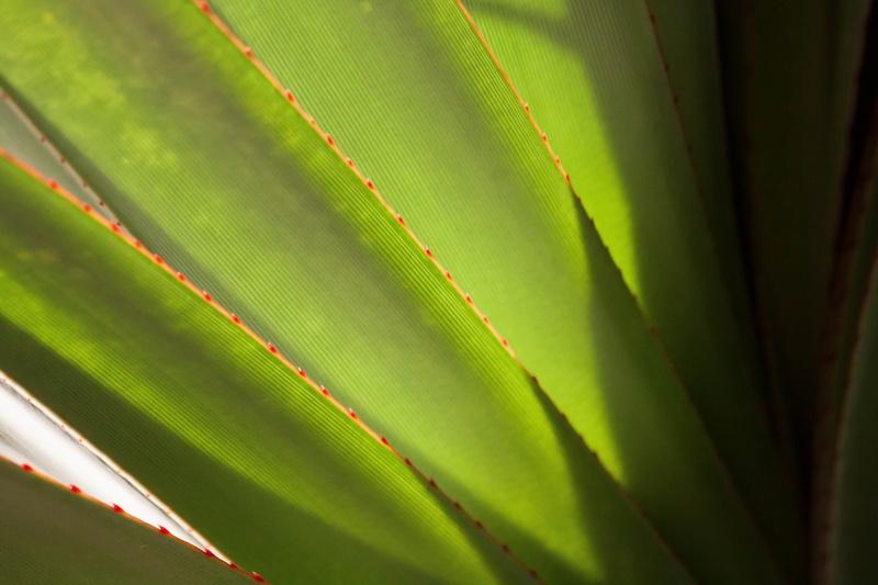 schopf, growth, plant, true leaves, tree, canary island dragon tree, succulent plant, 4K, beauty in nature, backgrounds, full frame, pattern, palm leaf