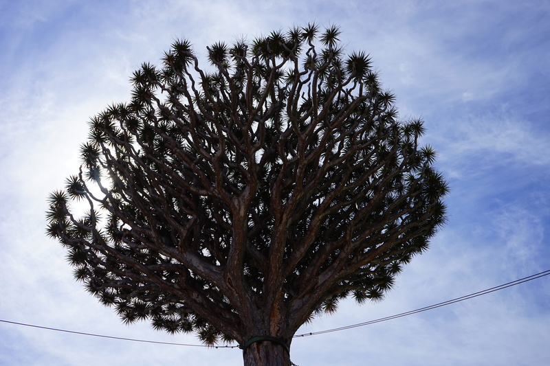 day, outdoors, aesthetic, no people, low angle view, 5K, rappel to, nature, one animal, plant, deforestation, icod de los vinos, tranquility, trunk, canary island dragon tree
