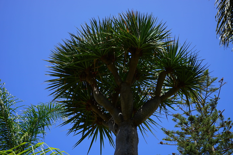 leaf, outdoors, coconut palm tree, tranquility, low angle view, blue, tree, plant, palm tree, dracaena draco, clear sky, no people, Canary Island, tropical climate