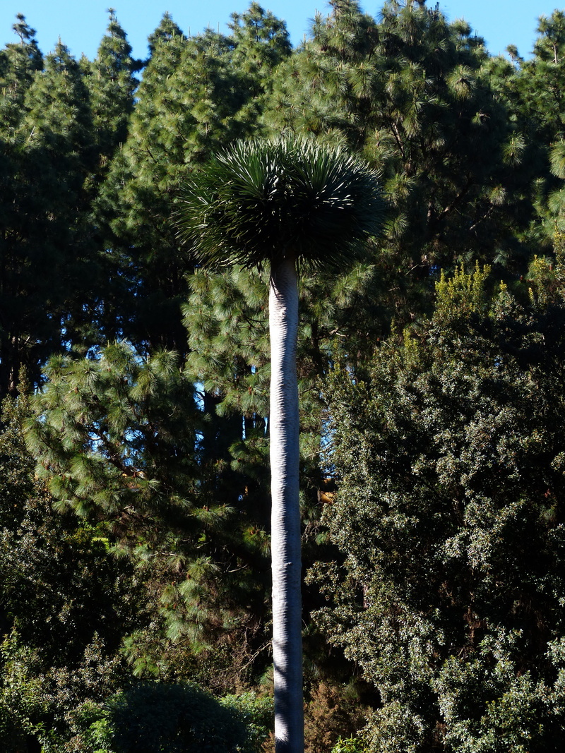 outdoors, 4K, forest, low angle view, tenerife, Tribe, tall - high, nature, tree trunk, tranquil scene, sunlight, palm tree, Palm, tranquility, palm, no people