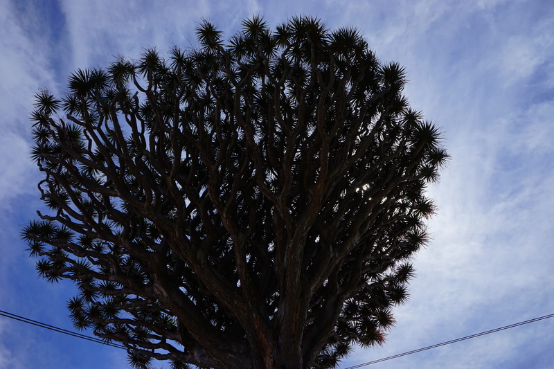 asparagaceae, dracaena, beauty in nature, outdoors, dracaena draco, tranquility, 5K, canary, icod de los vinos, plant, tranquil scene, branches, coniferous tree