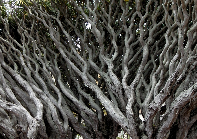 complexity, no people, tree trunk, close-up, strength, nature, trunk, tree, day, root, backgrounds, ramos, textured, dracaena draco, full frame, 2K, gray