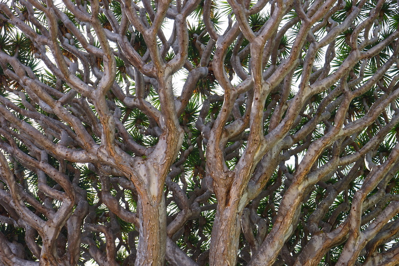 tree, aesthetic, backgrounds, intertwined, canary island dragon tree, plant part, dracaena, branch, land, 5K, crown, palm tree, full frame, trunk, nature