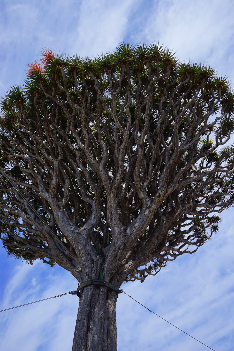 asparagaceae, land, trunk, tenerife, el drago, tranquility, no people, canary islands, day, dragon tree, tree, 5K, dracaena, cloud - sky, palm tree, palm leaf