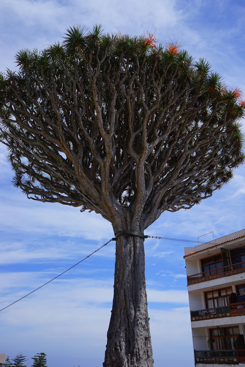 support, no people, el drago, icod de los vinos, low angle view, building exterior, outdoors, tipping hazard, branch, dragon tree, dracaena draco, palm tree