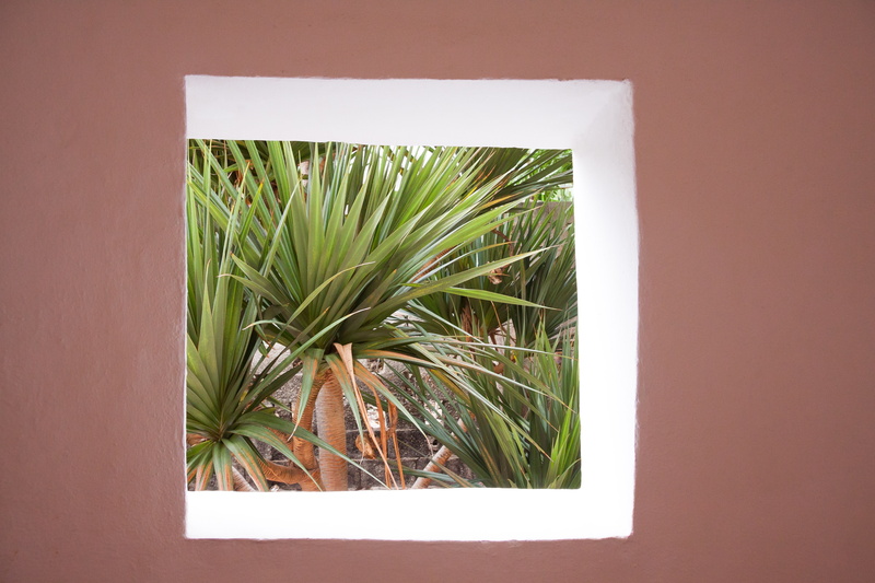 grass, green color, canary island dragon tree, tree, palm tree, nature, home, palm leaf, no people, square, window, built structure, dracaena draco, tropical climate