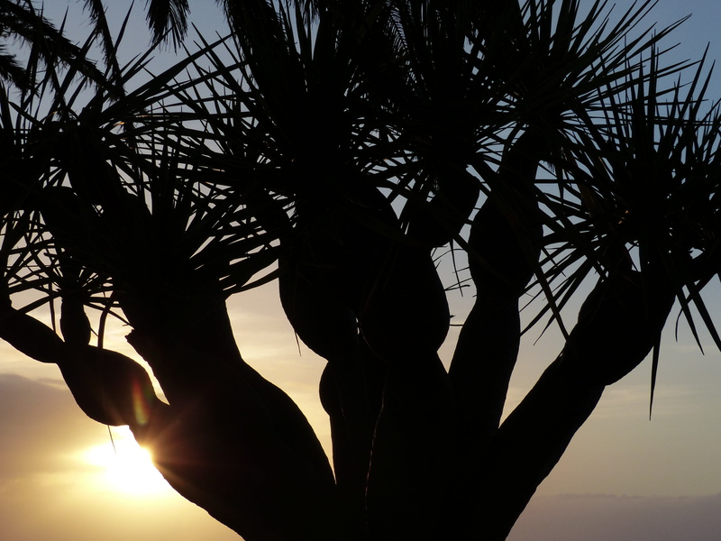 back light, dragon tree, beauty in nature, wedel, body part, dracaena, branches, silhouette, one person, canary island dragon tree, dracaena draco, aesthetic