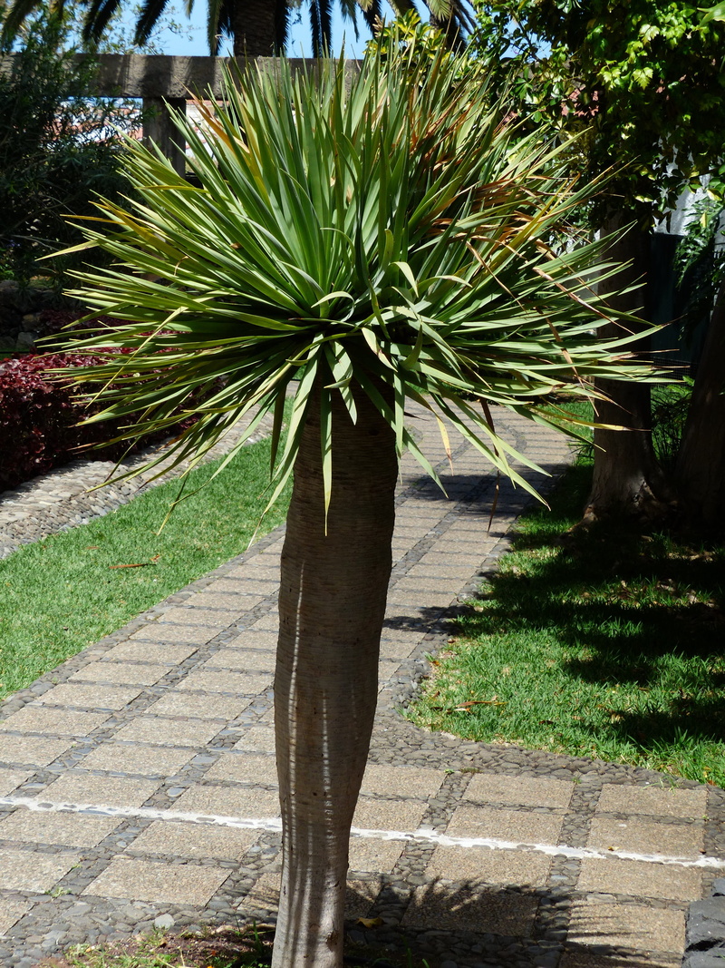 outdoors, park - man made space, garden path, dragon tree, nature, sunlight, green color, shadow, palm, plant, dracaena draco, day, no people, 4K, beauty in nature