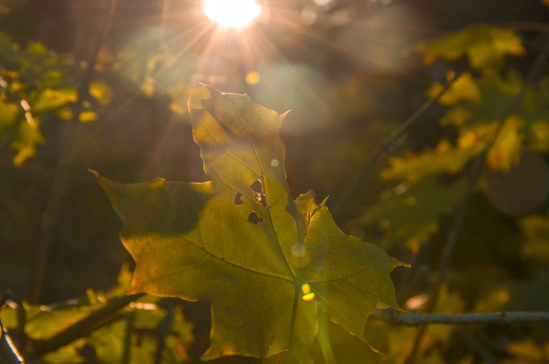 plant part, outdoors, sunbeam, 4K, wallaby, sunlight, mammal, leaves, bright, lighthouse, beauty in nature, close-up, veins, day, building, green color
