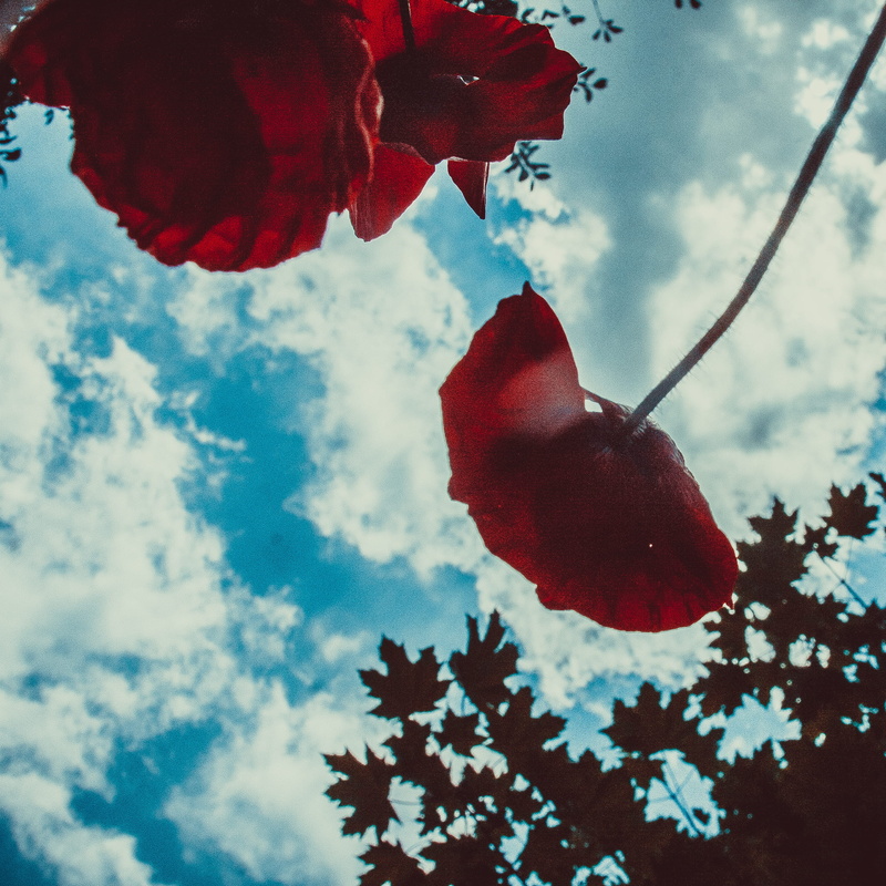 low angle view, poppy, growth, cloud - sky, red, nature, glitter, petal, food, plant, freshness, blossom, heart, light, geranium, outdoors, focus on foreground
