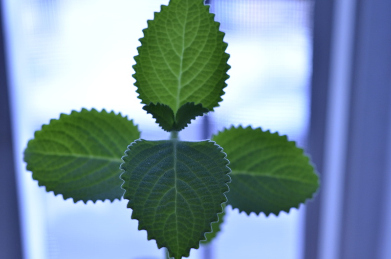 plant, freshness, veins, vase, selective focus, mojito, flowers, cylinder, focus on foreground, cocktail, 4K, no people, studio shot, spring, neon, alcohol