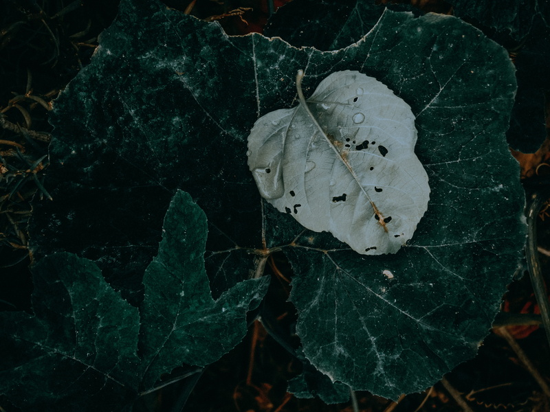texture, field, dry, vulnerability, banister, dragonfly, change, leaf vein, invertebrate, fragility, ivy, maple leaf, handrail, veins, green color, leaves