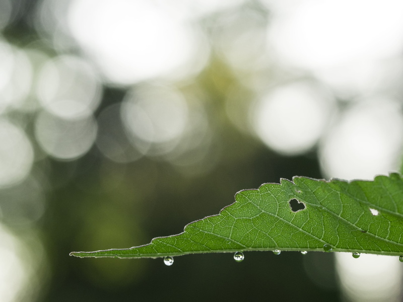water, flare, spider, selective focus, focus, veins, tranquility, no people, nature, maple leaf, texture, beauty in nature, drop, heart, raindrop, photography