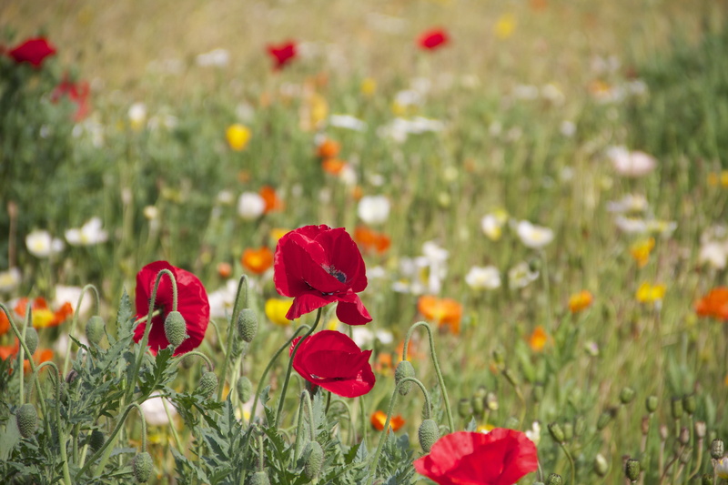 springtime, flowers, bloom, beauty in nature, grassfield, land, orange, vulnerability, outdoors, flowering plant, daytime, petals, roses, plant, blossom