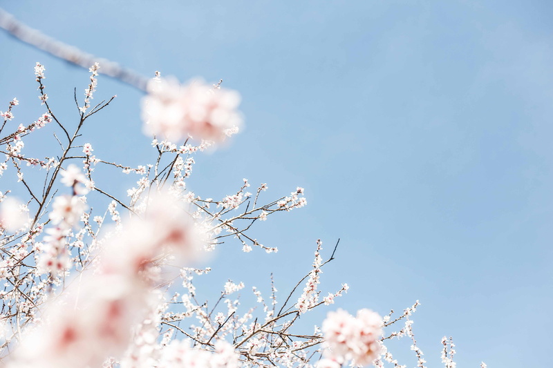 vulnerability, branch, flower, close-up, winter, outdoors, cherry blossoms, tree, growth, white, pink color, softness, blue, 5K, blue sky, flower head
