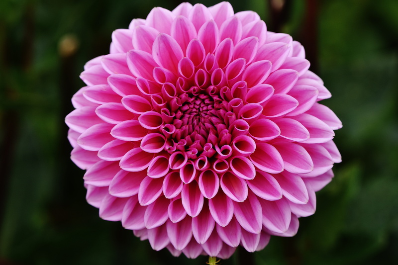 dahlia, no people, flower, nature, botany, day, focus on foreground, garden, close-up, white, vulnerability, ornamental flower, 5K, flowering plant, pink color