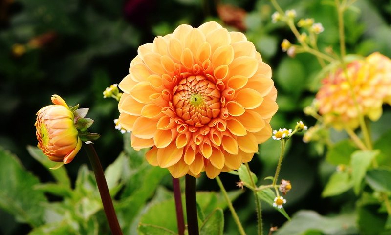focus on foreground, autumn, dalia, asteraceae, dahlia, garden, focus, beauty in nature, ornamental flower, bloom, blossom, outdoors, dahlia garden, nature