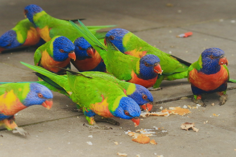 animals in the wild, blossom, 4K, no people, perching, finch, rainbow lorikeet, animal wildlife, day, high angle view, flock, chicken, parrot, group of animals