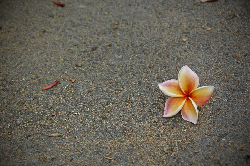 ground, 2K, dahlia, flower head, day, flowering plant, petal, no people, land, close-up, outdoors, beauty in nature, dirt road, inflorescence, frangipani