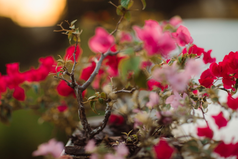 tree, flowering plant, geranium, petal, bee, food and drink, bird, insect, apidae, day, light, flare, flower, animal, beauty in nature, pink color, no people
