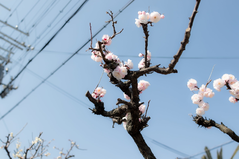 flowering plant, flower, food, produce, sky, freshness, sakura, bird, nature, vulnerability, architecture, blossom, no people, japan, tree, close-up, osaka