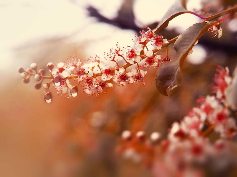 red, rain, blooms, underwater, pink Color, spring, park, bird cherry, cherry Blossom, close-up, springtime, beauty In Nature, summer, green, day, vegetation