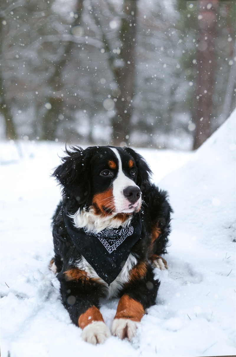 no people, mammal, animal, bernese mountain dog, 4K, snowing, nature, day, domestic, adult, snow, vertebrate, animal themes, purebred dog, bernese, mountain